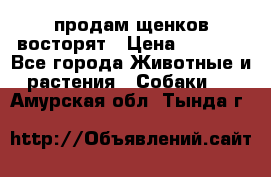 продам щенков восторят › Цена ­ 7 000 - Все города Животные и растения » Собаки   . Амурская обл.,Тында г.